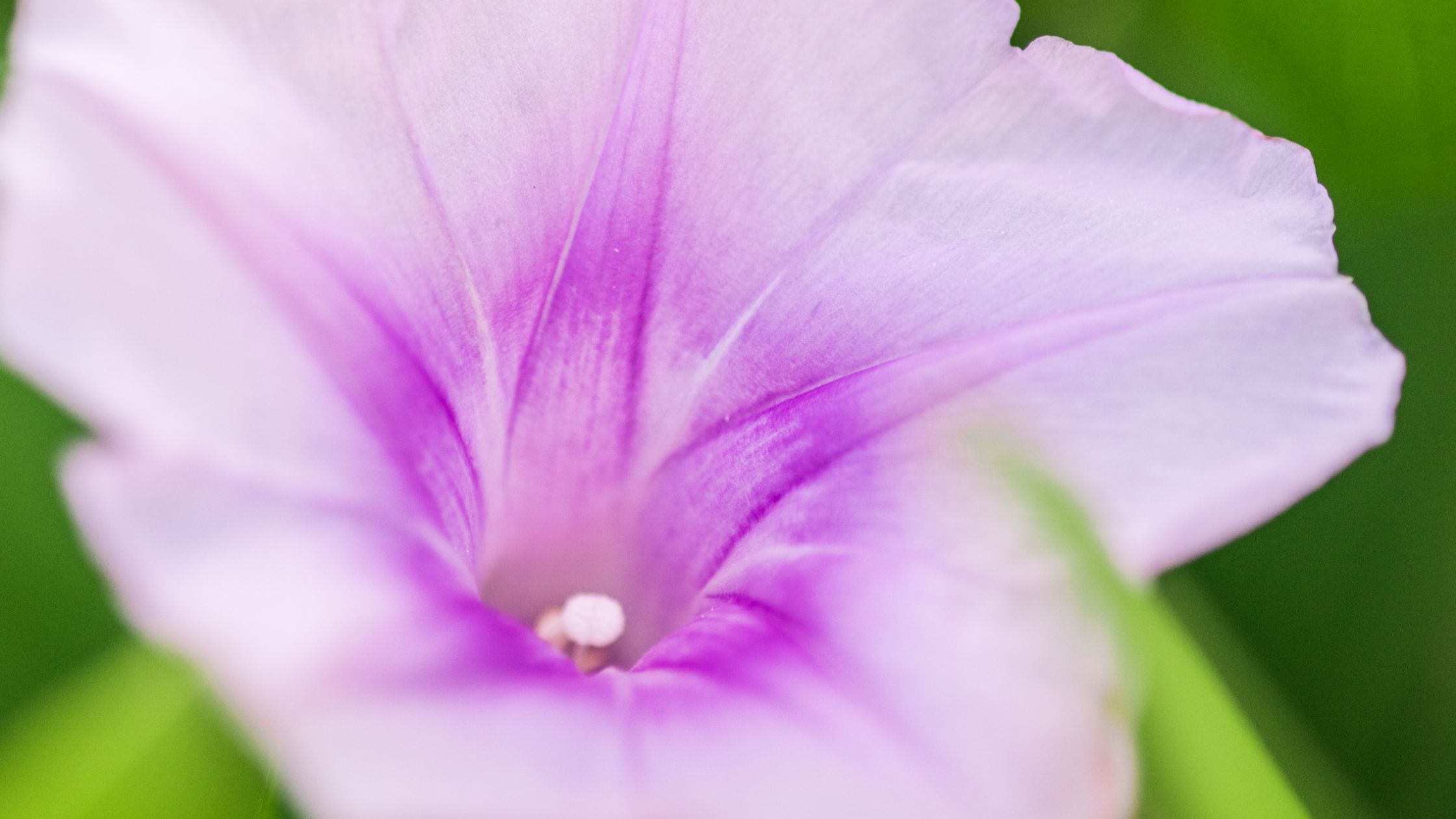 Auf dem Weg des Pōhuehue